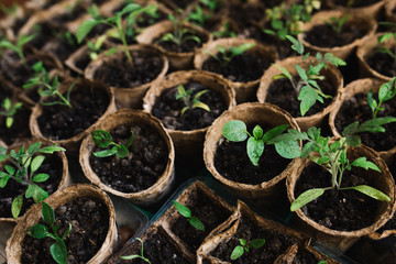 seedlings in peat pots.Baby plants seeding, black hole trays for agricultural seedlings.The spring...
