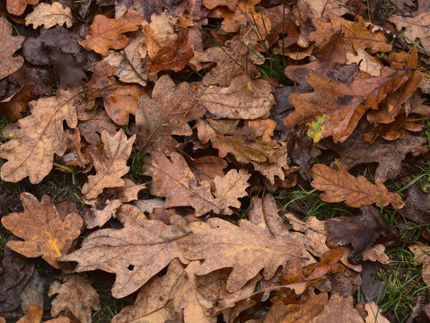 Close up of autumnal leaves the ground