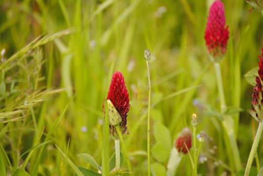 318 Best Champ De Fleur Images Stock Photos Vectors Adobe Stock