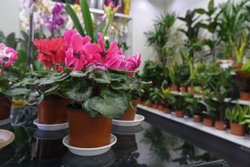 Fototapeta na wymiar Beautiful fresh flowers in pots, concept of gardening, house planting. Buying plants for home as decor.