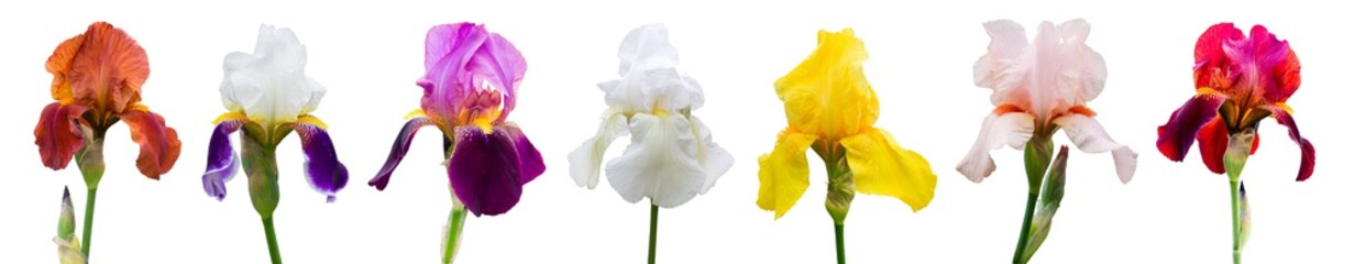 Multicolored irises on white isolated background, flowers for design_