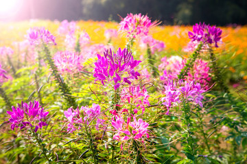Fototapeta premium Cleome hassleriana pink flowers and garden backgrounds