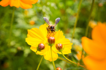 Bees that cling to flowers on a background in the garden
