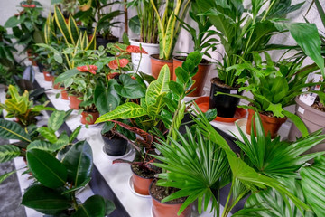 Houseplants in pots, selective focus. Concept of gardening, house planting. Buying plants for home...