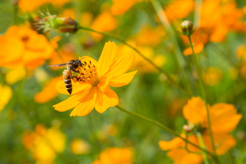 Obraz premium Bees that cling to flowers on a background in the garden