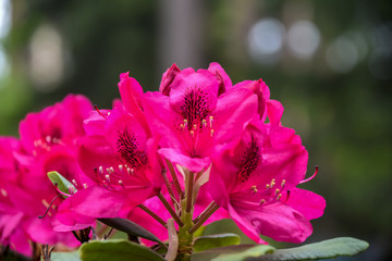 Macro shot of the pink flowers of a rhododendron (genus rhododendron) in the sunshine.