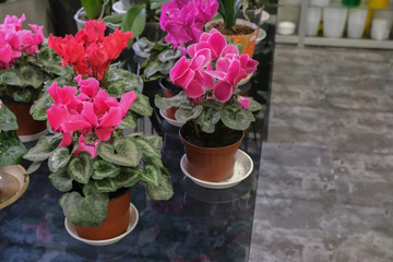 Begonia floral beautiful background. Concept of gardening and house plants.