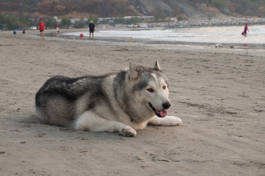 Lazy sleepy Siberian Husky dog on the seaside beach coast laying on sand with relaxation mood for vacation holiday concept