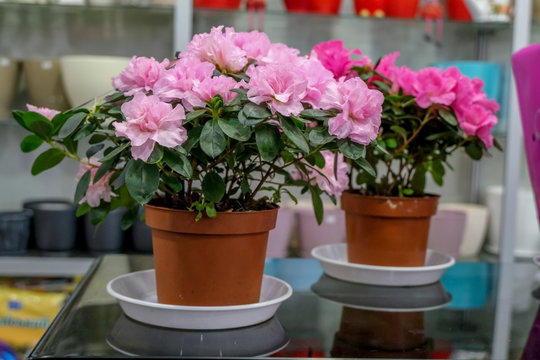 Begonia in pots, pink flowers.Concept of gardening and house plants.
