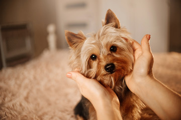 yorkshire terrier dog portrait indoors with owner caressing his head - obrazy, fototapety, plakaty