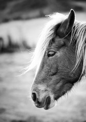 Portrait d'un cheval sauvage dans un champs