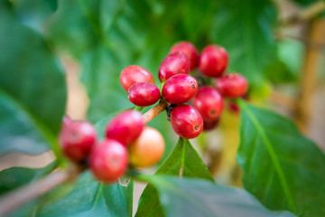 Coffee tree and coffee beans in the garden