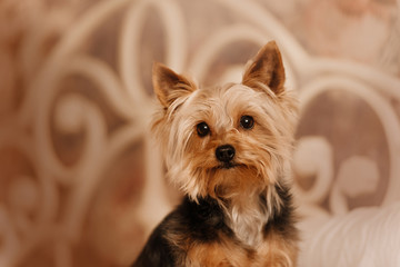 cute yorkshire terrier dog portrait indoors, close up