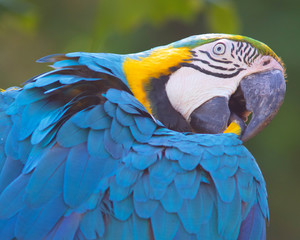 blue-and-yellow macaw (Ara ararauna), also known as the blue-and-gold macaw