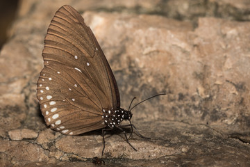 Small butterfly.
