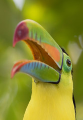 keel-billed toucan (Ramphastos sulfuratus), also known as sulfur-breasted toucan or rainbow-billed toucan