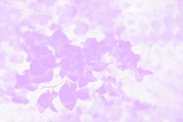 Bougainvillea flowers background. Pink violet and white color background with flower pattern