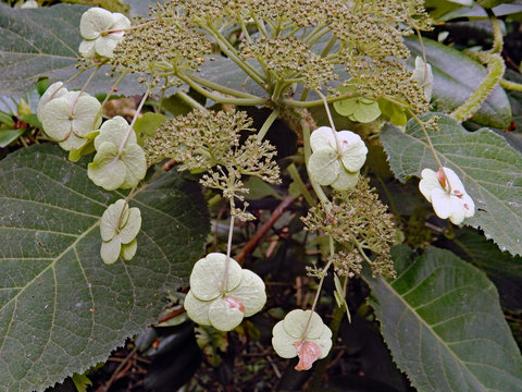 Close up of white blossoms