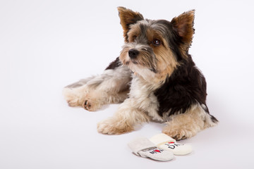 Studio shot of small dog on a white background