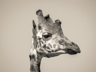 Primo piano di giraffa in bianco e nero © Matteo Banfi 