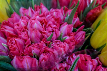 Fototapeta premium Red tulips close up. Beautiful violet floral background. Concept of holiday, presents, flower shop.
