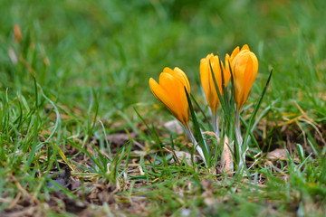 Yellow crocus spring flowers on blurry grass background blooming during late winter in February