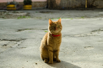 The cat walks along the street. Street cat. The cat is sitting on the fence. Cat by the sea. Red cats.