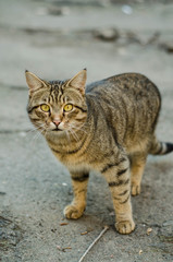 The cat walks along the street. Street cat. The cat is sitting on the fence. Cat by the sea. Red cats.