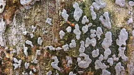 Seamless bark of a large tree, with beautiful patterns in the midst of nature, the bark is in the form of a surface.