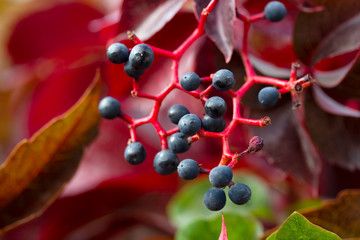 Virginia Creeper (Parthenocissus Quinquefolia) in autumn season.