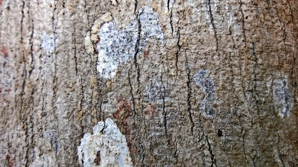 Seamless bark of a large tree, with beautiful patterns in the midst of nature, the bark is in the form of a surface.