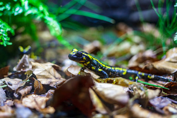 Fire salamander