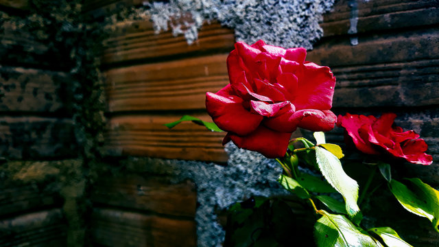 Roseira