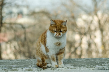 The cat walks along the street. Street cat. The cat is sitting on the fence. Cat by the sea. Red cats.