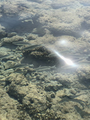 Gray fishes under water on Tropical Sea bottom background