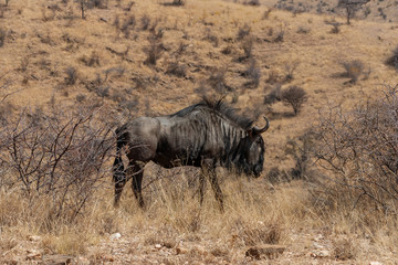 Single blue wildebeest, connochaetes taurinus, in Etosha National Park, Namibia