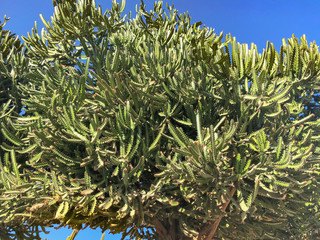 Candelabra Cactus, African Milk Bush. Blue Sky background