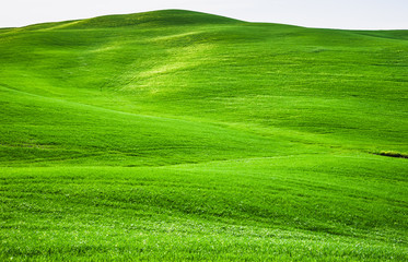 Obraz premium Krajobraz Toskanii z zielonymi falami, wzgórzami, wiosennymi zielonymi polami, Włochy.
