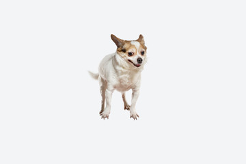 Chihuahua companion dog jumping. Cute playful creme brown doggy or pet playing isolated on white studio background. Concept of motion, action, movement, pets love. Looks happy, delighted, funny.