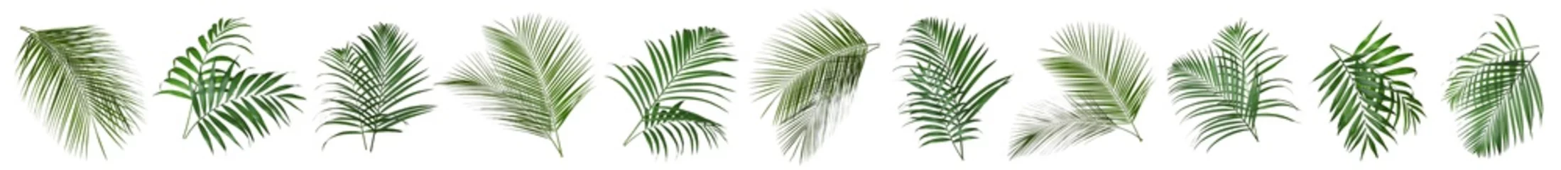 Fototapeten Satz tropische Blätter auf weißem Hintergrund. Banner-Design © New Africa