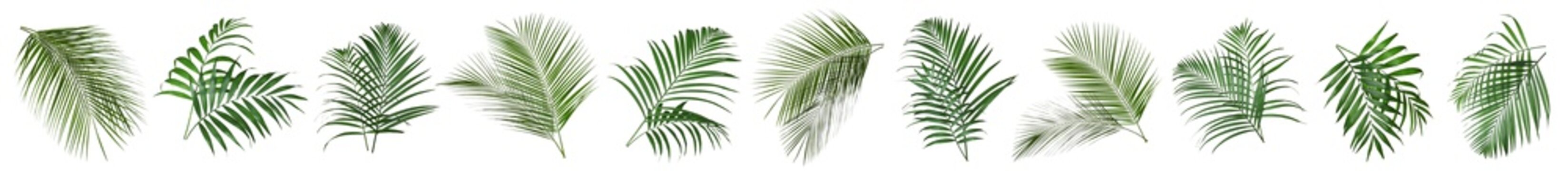Set of tropical leaves on white background. Banner design