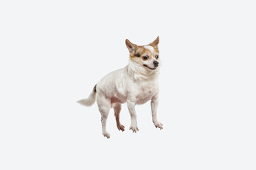 Fototapeta na wymiar Chihuahua companion dog jumping. Cute playful creme brown doggy or pet playing isolated on white studio background. Concept of motion, action, movement, pets love. Looks happy, delighted, funny.