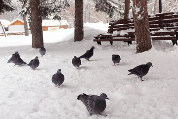 A lot of pigeons. Feeding the pigeons. Birds in the winter. Pigeon macro, red paw, pigeon leg.