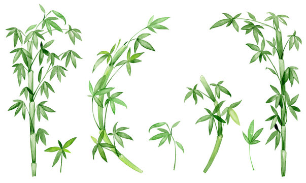 Bamboo, leaves, branches. Watercolor set, bamboo plants, on an isolated background, high resolution.