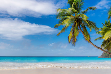 Sunny tropical beach with coco palms and turquoise Caribbean sea. Summer vacation and tropical beach concept.	