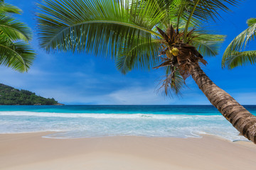 Tropical Beach. Sunny beach with coco palms and turquoise sea. Summer vacation and tropical beach concept.	
