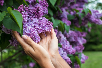 Fototapeta na wymiar Closeup of woman's hands holding Lilac flowers.