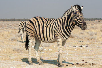 Fototapeta na wymiar Burchell's zebra in Etosha National Park, Namibia