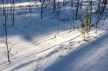 beautiful shade from trees in winter snowy forest