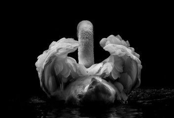 a swan swims in the lake